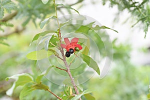 Ochna serrulata. Mickey-Mouse plant.