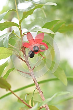 Ochna serrulata. Mickey-Mouse plant.