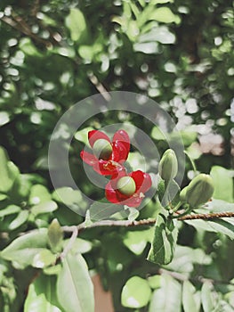 Ochna serrulata, Mickey mouse plant or Mickey Mouse bush due to the plant's ripe blackfruit