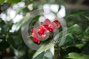 Ochna serrulata or small-leaved plane or carnival ochna