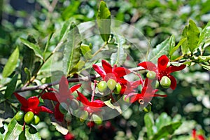 Ochna serrulata, small-leaved plane, carnival ochna, bird's eye bush, Mickey mouse plant
