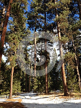 Ochoco National Forest