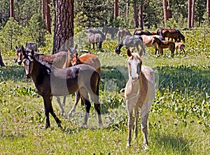 Ochoco Wild Mustang Horse Herd in Forest