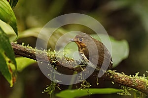 Ochre-breasted Antpitta