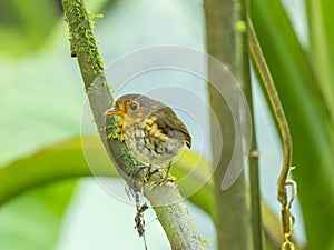 Ochre Breasted Antpitta in Ecuador