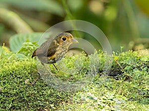 Ochre Breasted Antpitta in Ecuador