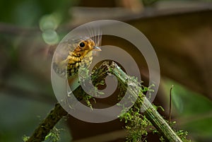 Ochre-breasted Antpitta - Grallaricula flavirostris