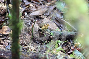 The ochre-breasted antpitta (Grallaricula flavirostris) in Ecuador