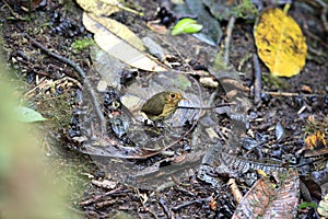 The ochre-breasted antpitta (Grallaricula flavirostris) in Ecuador