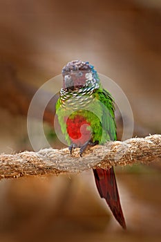 Ochre-marked Parakeet or Blue-throated Parakeet, Pyrrhura cruentata, rare parrot from Brazil nature. Detail close-up portrait of b