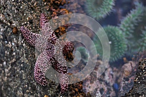 Ochre Sea Star