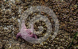 Ochre Sea Star Clings To Rock Covered In Hundreds Of Sea Anemones