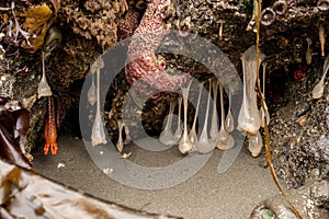 Ochre Sea Star Clings To Rock Over Plumose Anemone and Burrowing Sea Cucumber At Low Tide