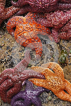 Ochre Sea Stars