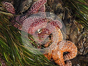 Ochre Sea Stars in a tide pool with seaweed