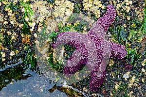 Ochre starfish Pisaster ochraceus Whytecliff park, British Col photo