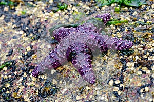 Ochre starfish Pisaster ochraceus Whytecliff park, British Col photo