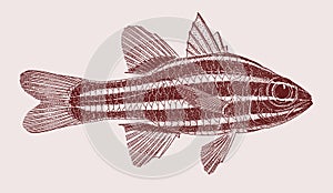 Ochre-striped cardinalfish ostorhinchus compressus