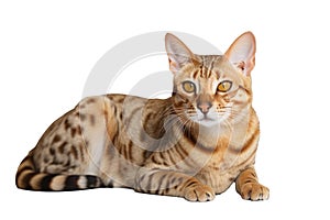 Ocicat Cat On Isolated Transparent Background, Png. Generative AI photo
