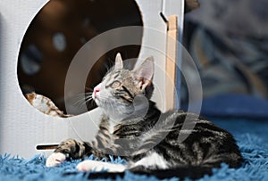 Ocicat cat sits on the sofa and looks up