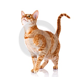 Ocicat cat on a white background.