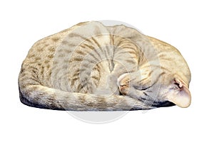 Ocicat Kitten Sleeping with clipping path