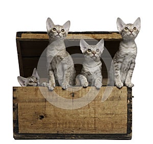 Ocicat kittens, 13 weeks old, emerging from a box