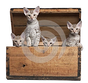 Ocicat kittens, 13 weeks old, emerging from a box