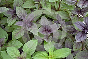 Ocimum basilicum. Fragrant herb, spices. Basil