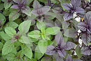 Ocimum basilicum. Fragrant herb, spices. Basil