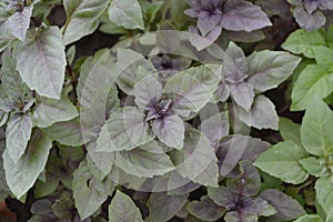 Ocimum basilicum. Fragrant herb, spices. Basil