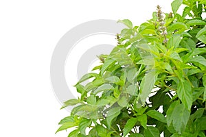 Ocimum basilicum