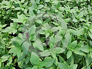 Ocimum Basilicum is a medicinal plant. The leaves have properties to cure flatulence, expel air from the intestines. The leaves ca photo