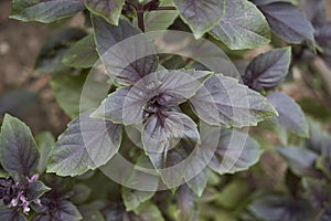 Gren and purple leaves of Ocimum basilicum purpurascens