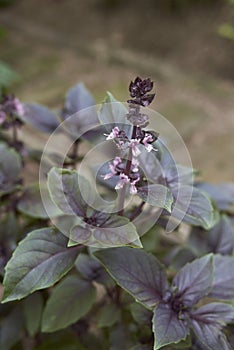 Gren and purple leaves of Ocimum basilicum purpurascens