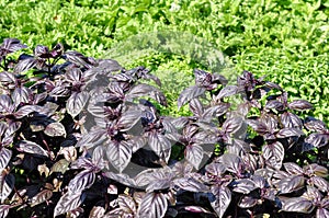 Ocimum basilicum purpureum purple basils