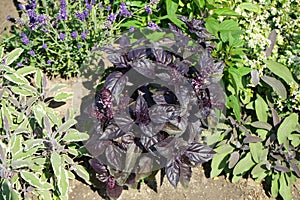 Ocimum basilicum \'Red Rubin\' blooms in July. Potsdam, Germany