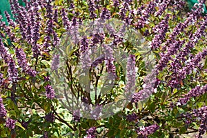 Ocimum basilicum in the vegetable garden