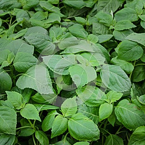 Ocimum gratissimum plant