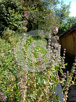 Ocimum gratissimum tenuiflorum, commonly known as holy basil or ram tulsi or wild basil. sanatan dharma