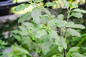 Ocimum sanctum in the garden