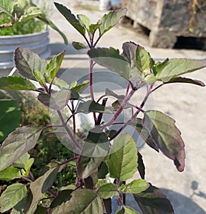 Ocimum tenuiflorum, commonly known as holy basil or tulsi, is an aromatic perennial plant in the family Lamiaceae.