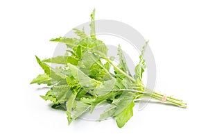 Ocimum tenuiflorum,Holy basil,tulsi or tulasi isolated on white background