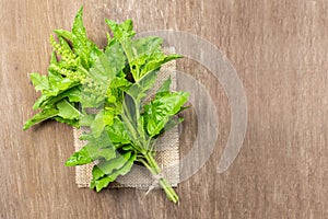 Ocimum tenuiflorum,Holy basil,tulsi or tulasi on wood background