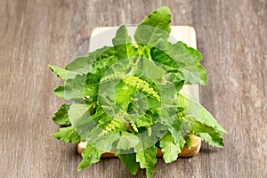 Ocimum tenuiflorum,Holy basil,tulsi or tulasi on wood background