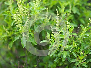 Ocimum tenuiflorum sanctum or Tulsi kaphrao Holy basil is an erect, many branched subshrub, 30 to 60 cm tall with hairy stems