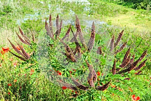 ock indigo plant flowers flowering leaves color detail close up