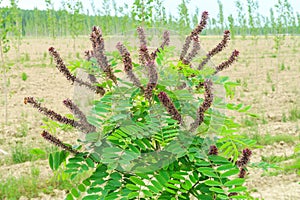 ock indigo plant flowers flowering leaves color detail close up