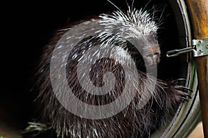 OCommon North American porcupine Erethizon dorsatum