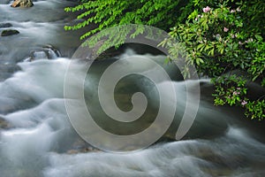 Oconaluftee River Framed by Mountain Laurel